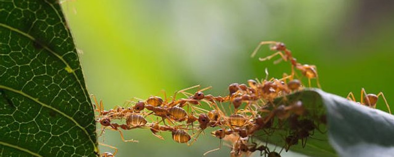 Headline image for page about Team Cohesion - Are you struggling to get team cohesion post Covid and with WFH?
